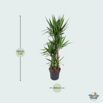 Yucca Elephantipes kopen