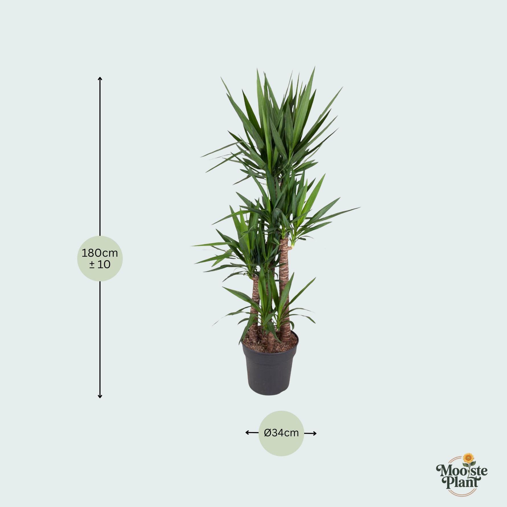 Yucca Elephantipes kopen