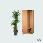 Yucca Elephantipes kopen