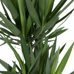 Yucca Elephantipes 