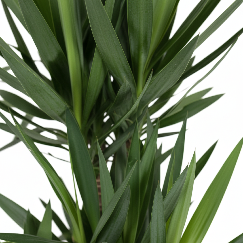 Yucca Elephantipes 