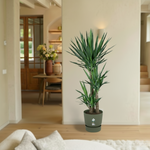 Yucca Elephantipes