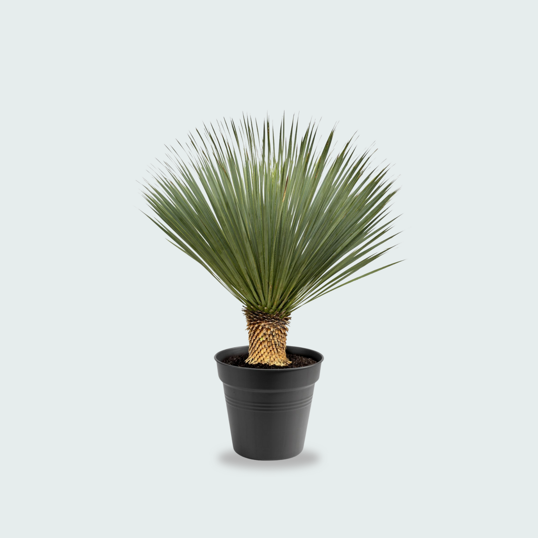 Yucca Rostrata kopen
