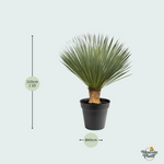 Yucca Rostrata kopen