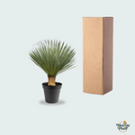 Yucca Rostrata kopen