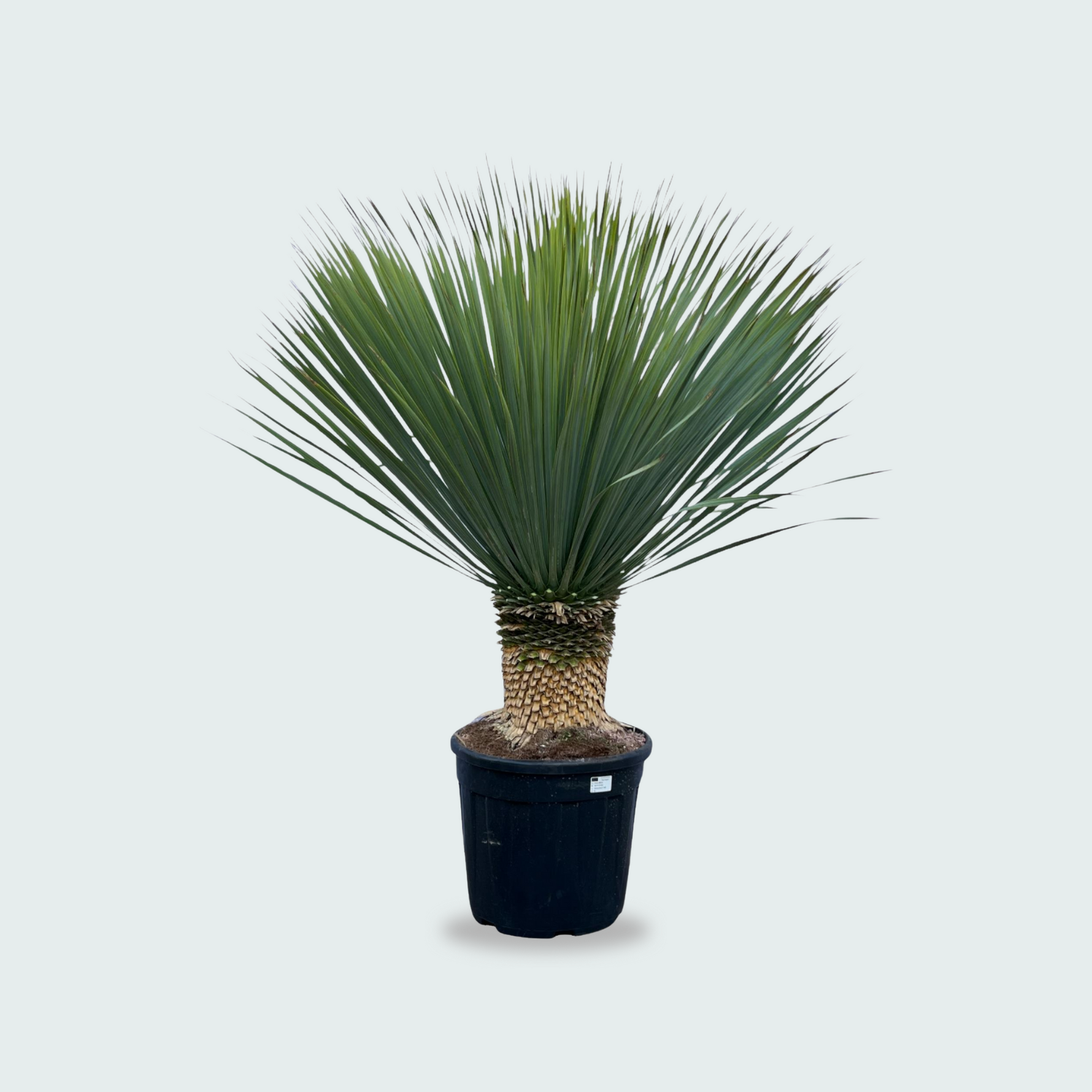 Yucca Rostrata kopen