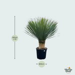 Yucca Rostrata kopen