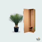 Yucca Rostrata kopen