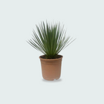 Yucca Rostrata kopen