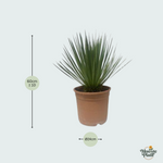 Yucca Rostrata kopen