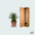 Yucca Rostrata kopen