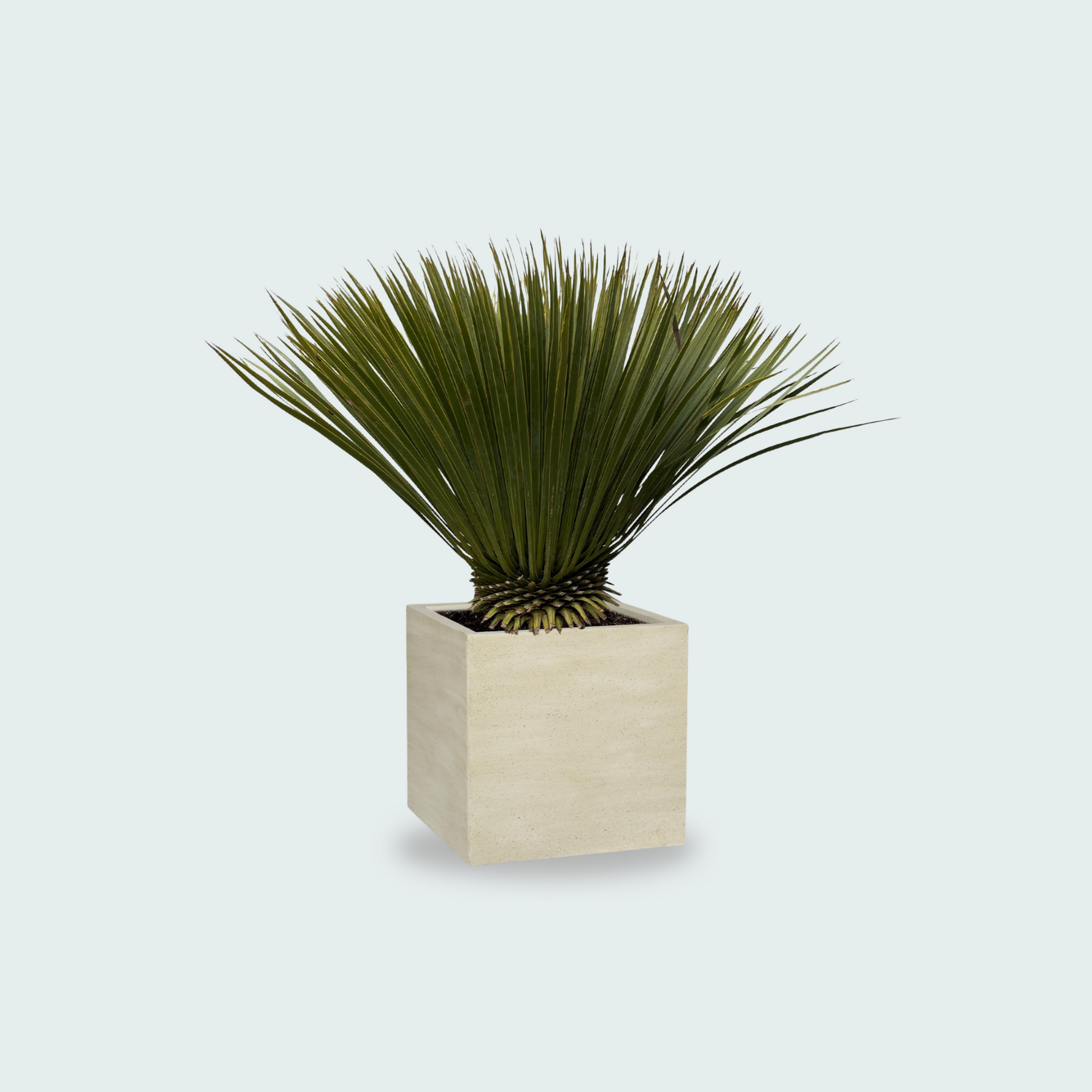 Yucca Rostrata kopen