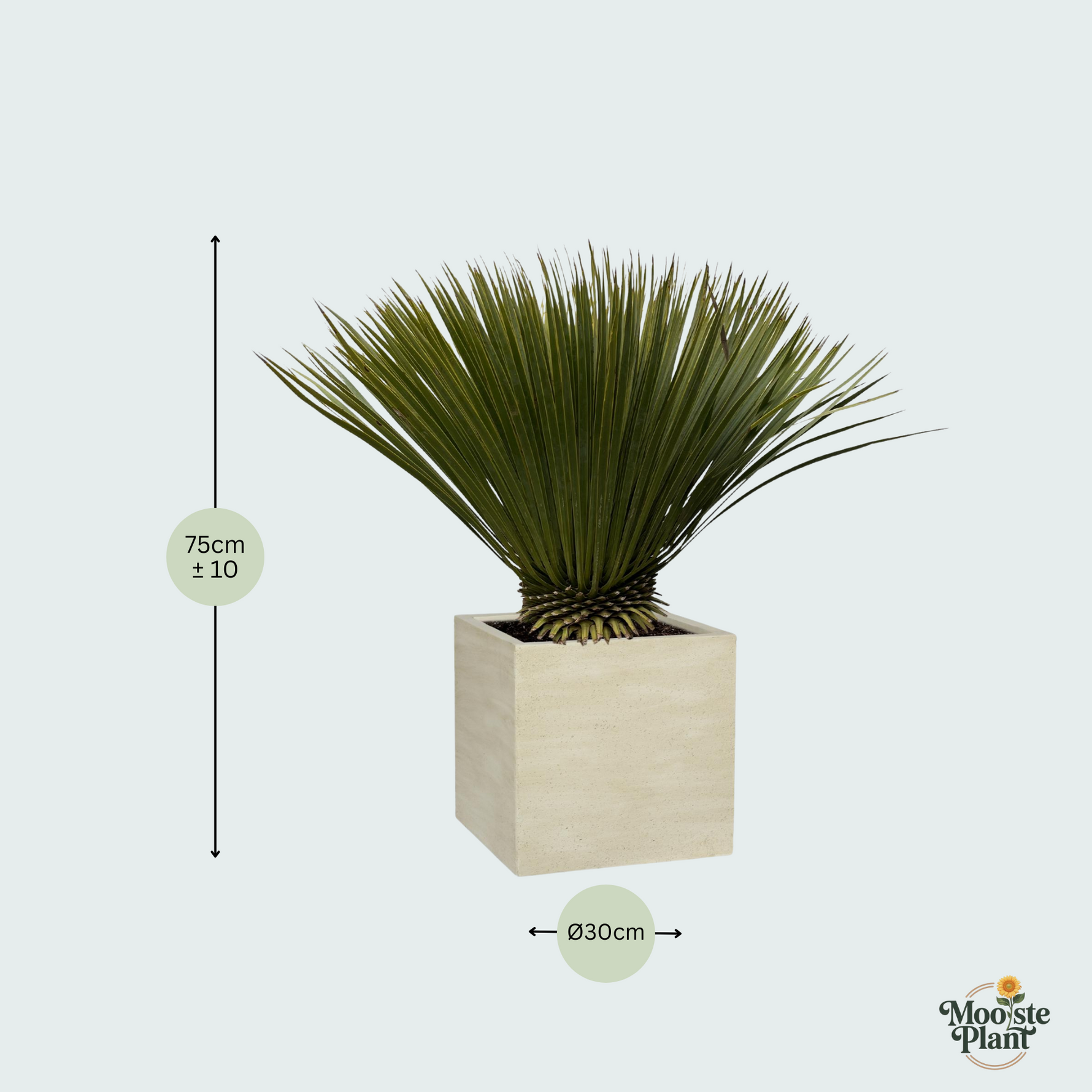 Yucca Rostrata kopen