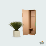 Yucca Rostrata kopen
