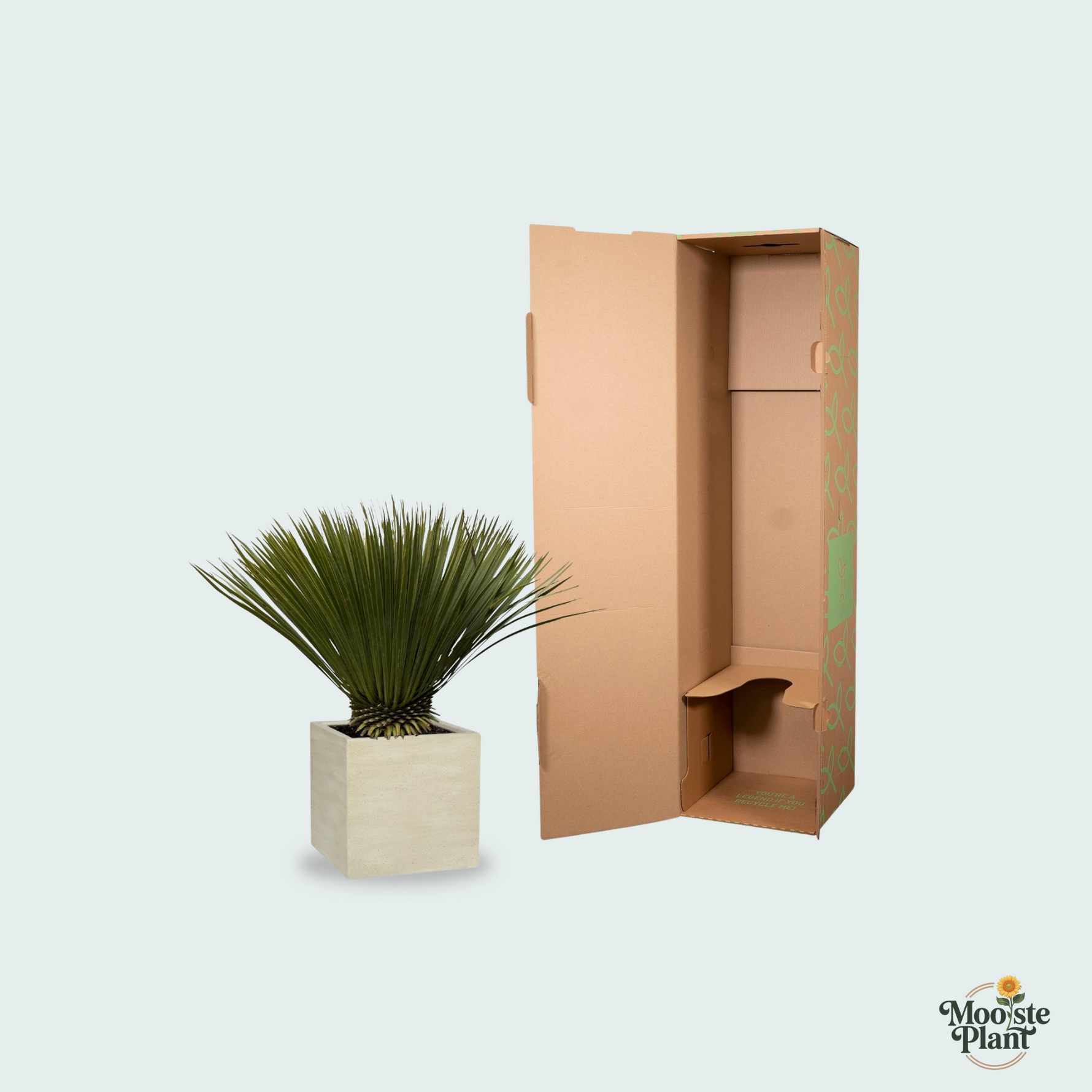 Yucca Rostrata kopen