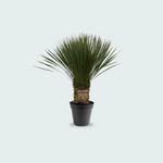 Yucca Rostrata kopen