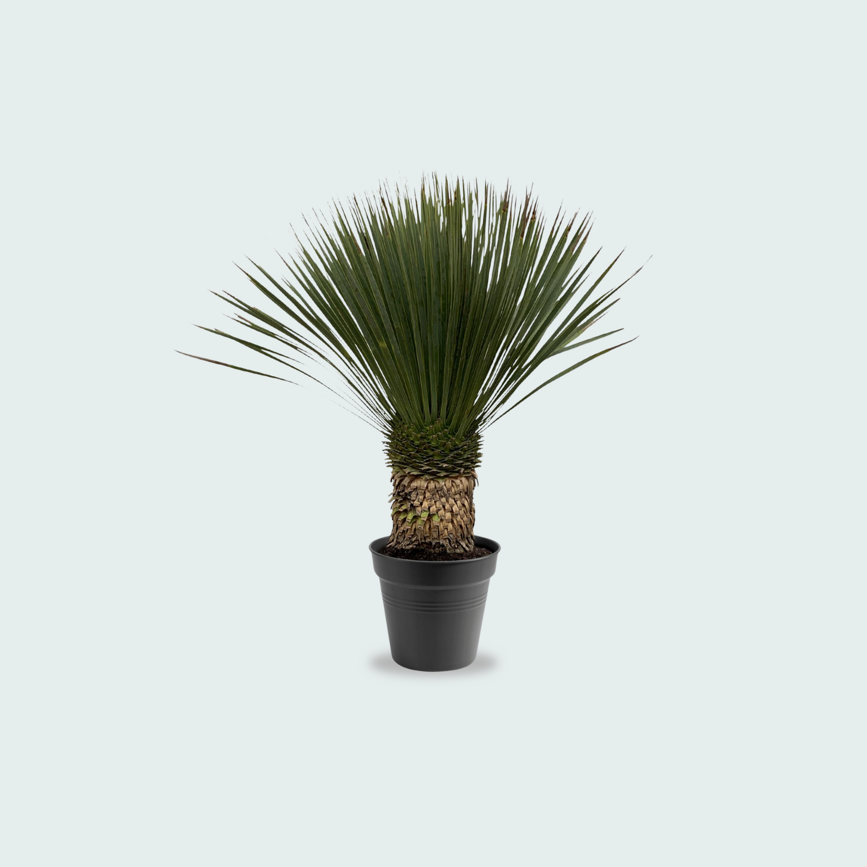 Yucca Rostrata kopen