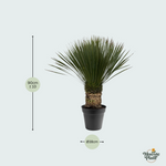 Yucca Rostrata kopen