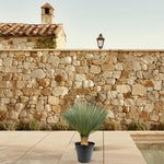 Yucca Rostrata kopen