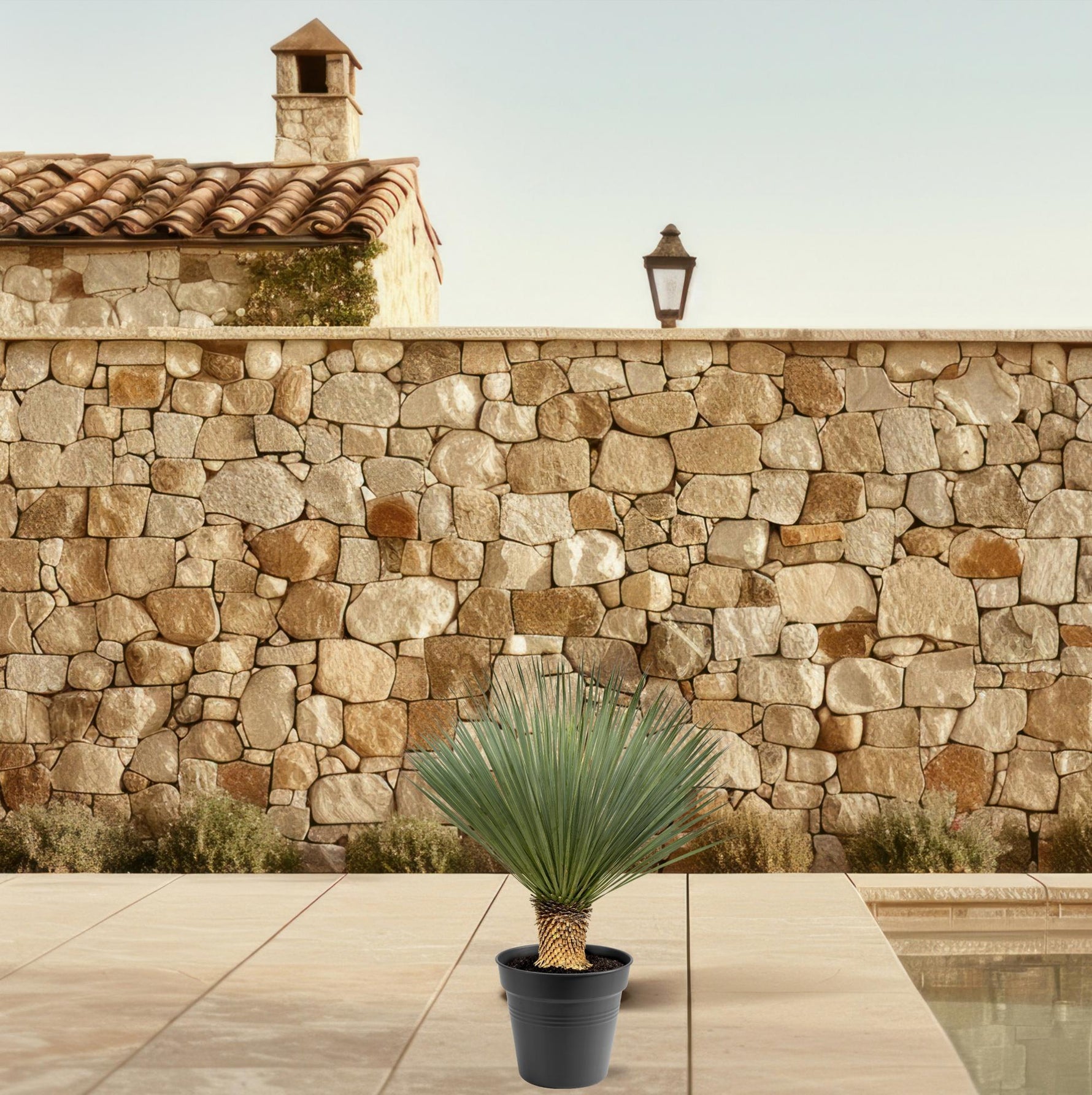 Yucca Rostrata kopen