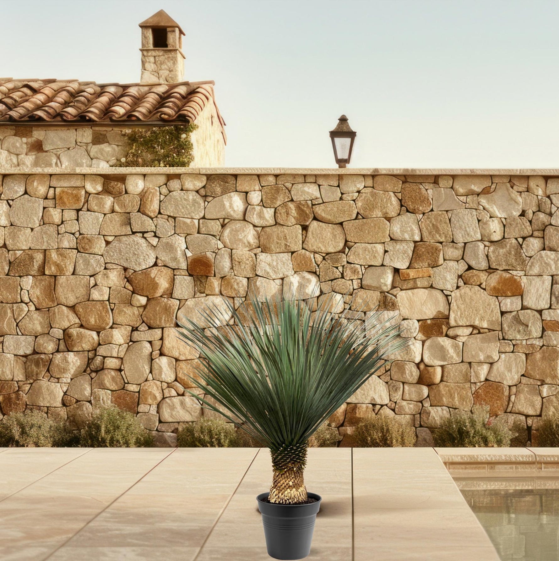 Yucca Rostrata kopen