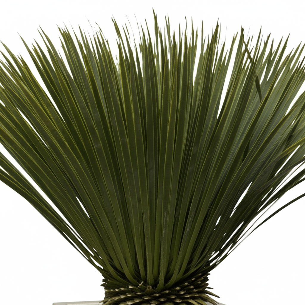 Yucca Rostrata