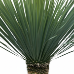 Yucca Rostrata 