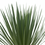 Yucca Rostrata 