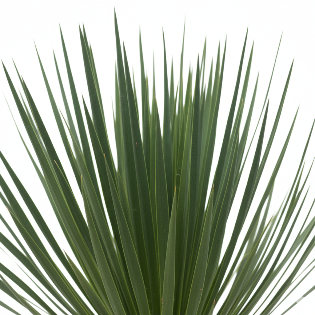 Yucca Rostrata 