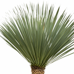 Yucca Rostrata 