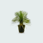 Yucca Rostrata kopen