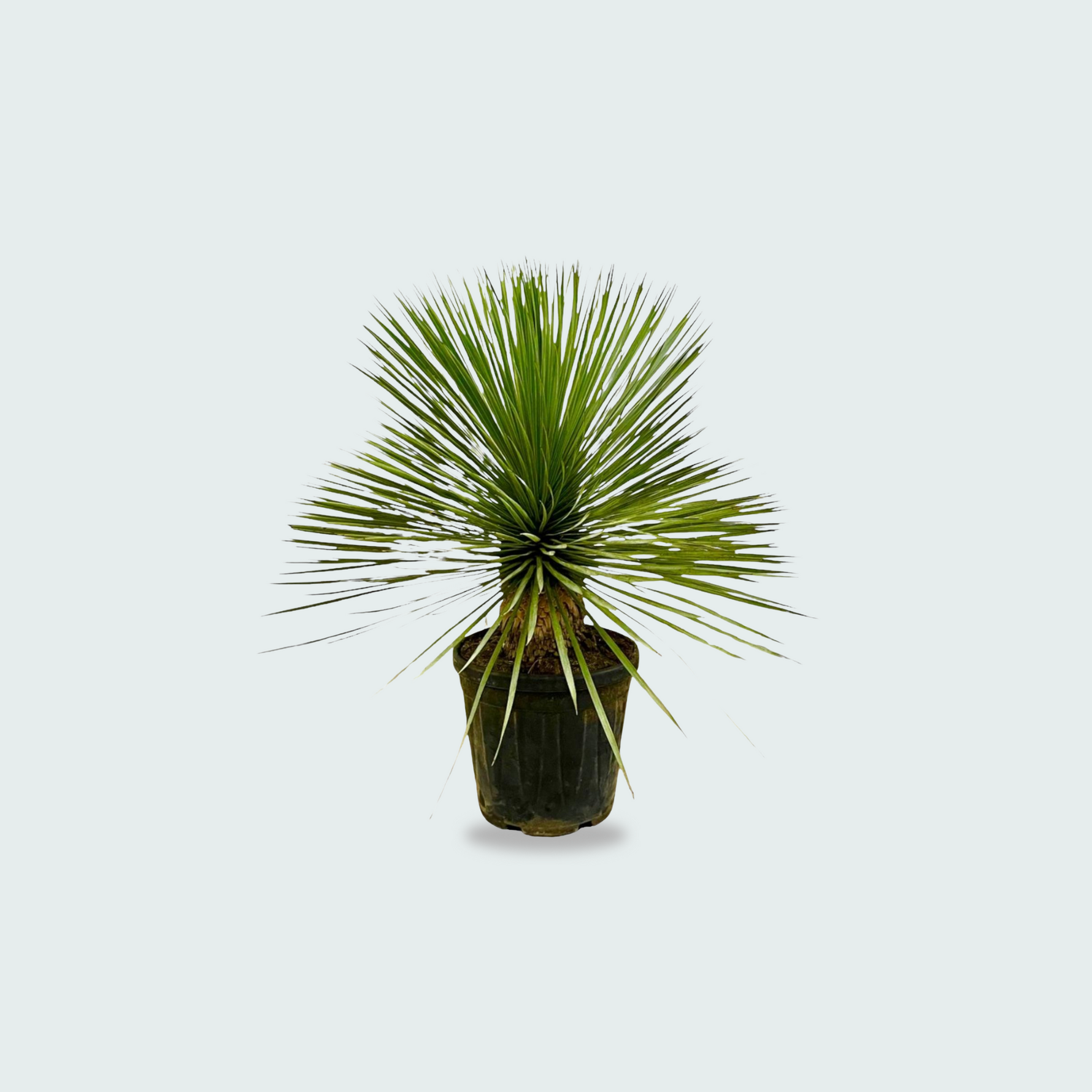 Yucca Rostrata kopen