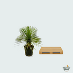 Yucca Rostrata kopen