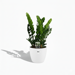 Zamioculcas Zamiifolia 