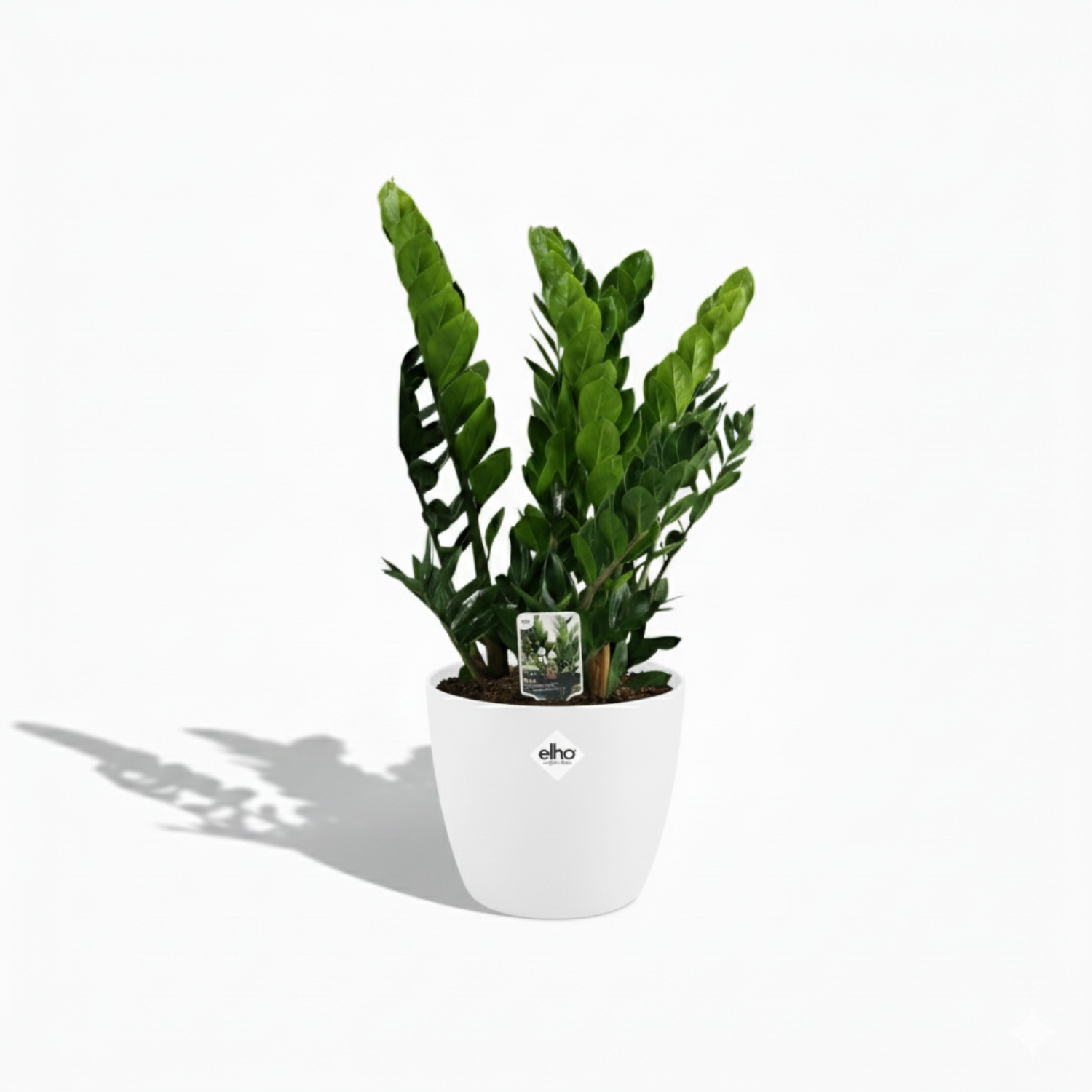 Zamioculcas Zamiifolia 