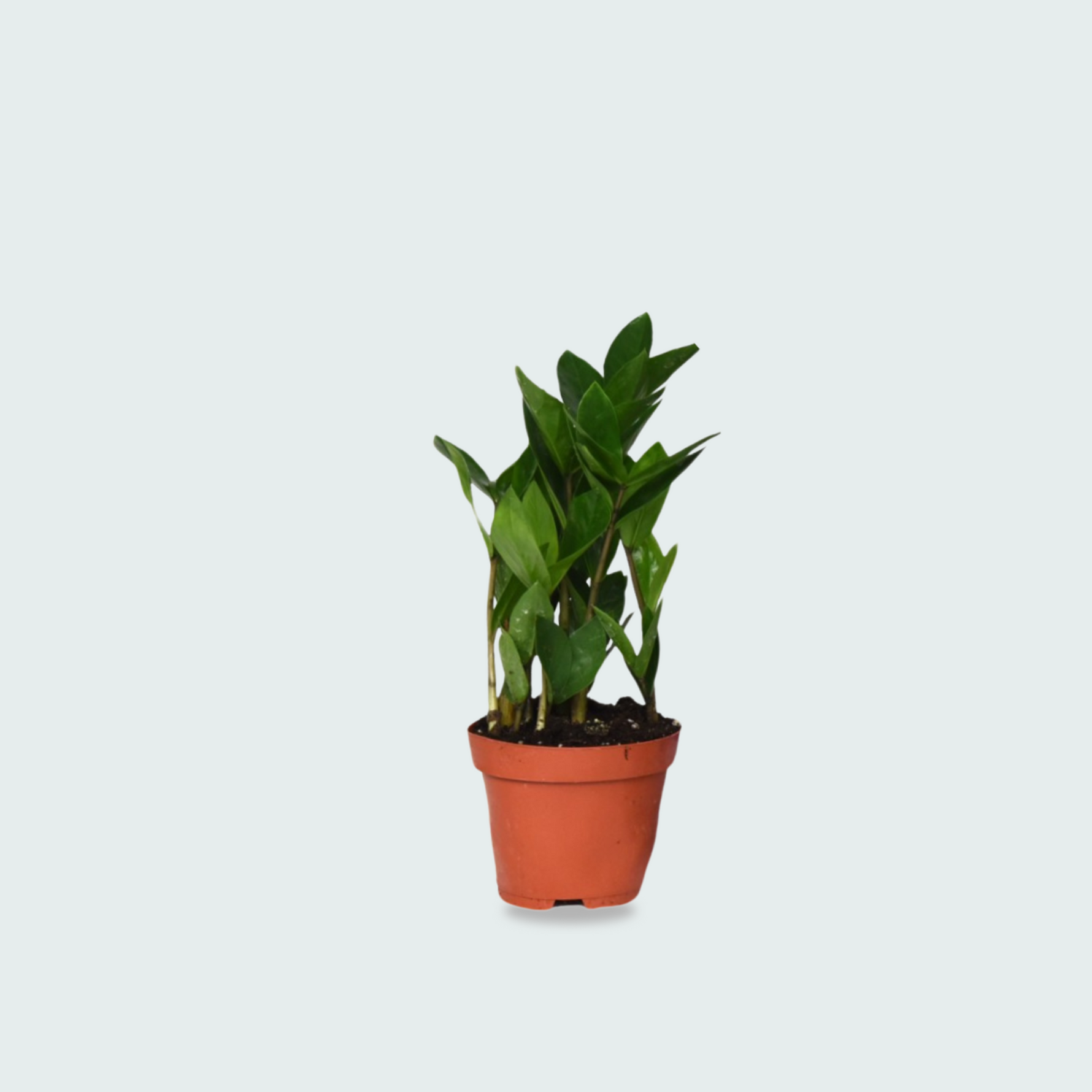 zamioculcas plant kopen