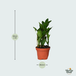 zamioculcas plant kopen