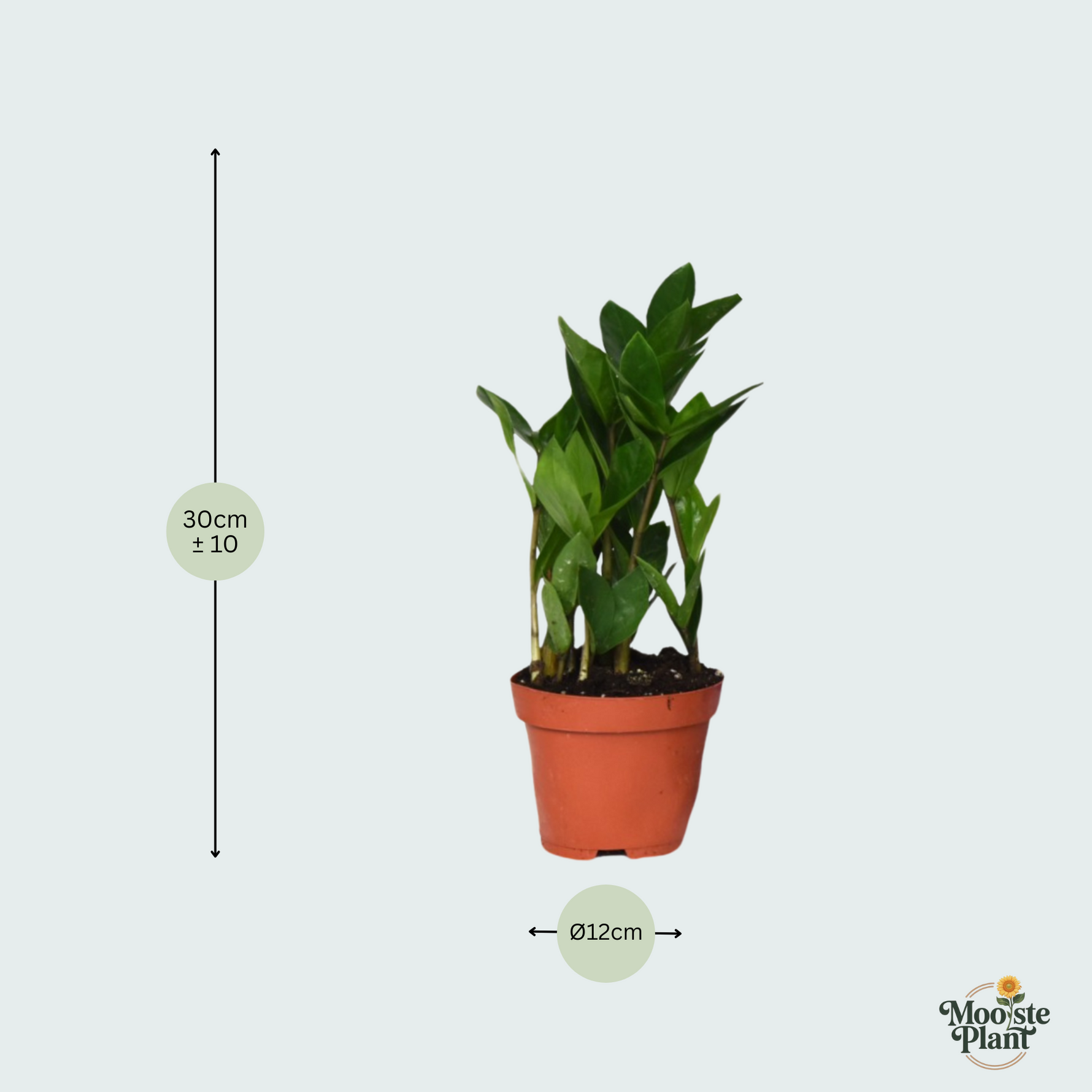 zamioculcas plant kopen