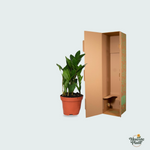 zamioculcas plant kopen