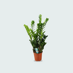 zamioculcas plant kopen
