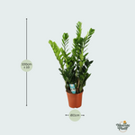 zamioculcas plant kopen
