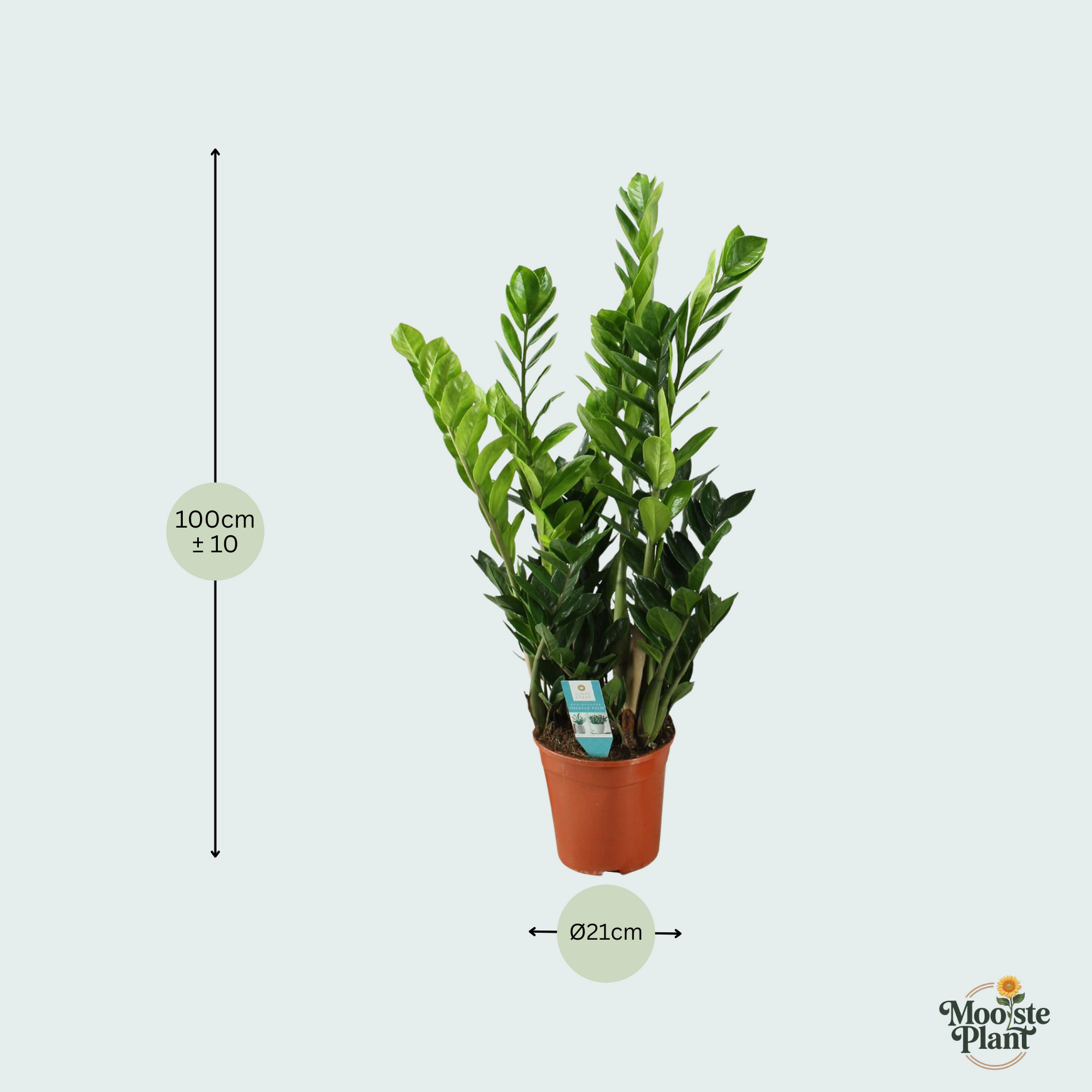 zamioculcas plant kopen