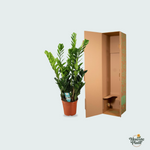 zamioculcas plant kopen