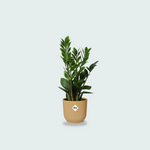 Zamioculcas kopen