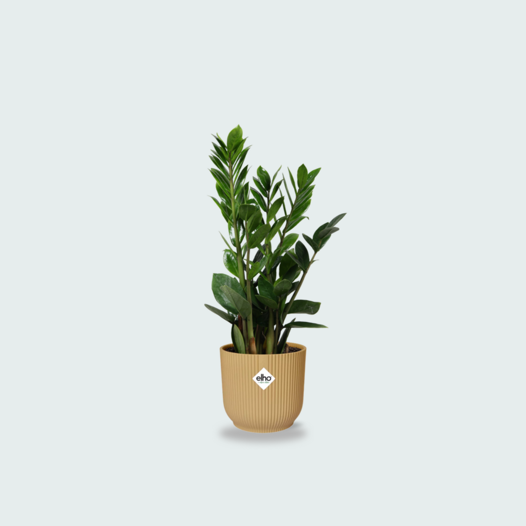 Zamioculcas kopen