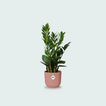 Zamioculcas kopen