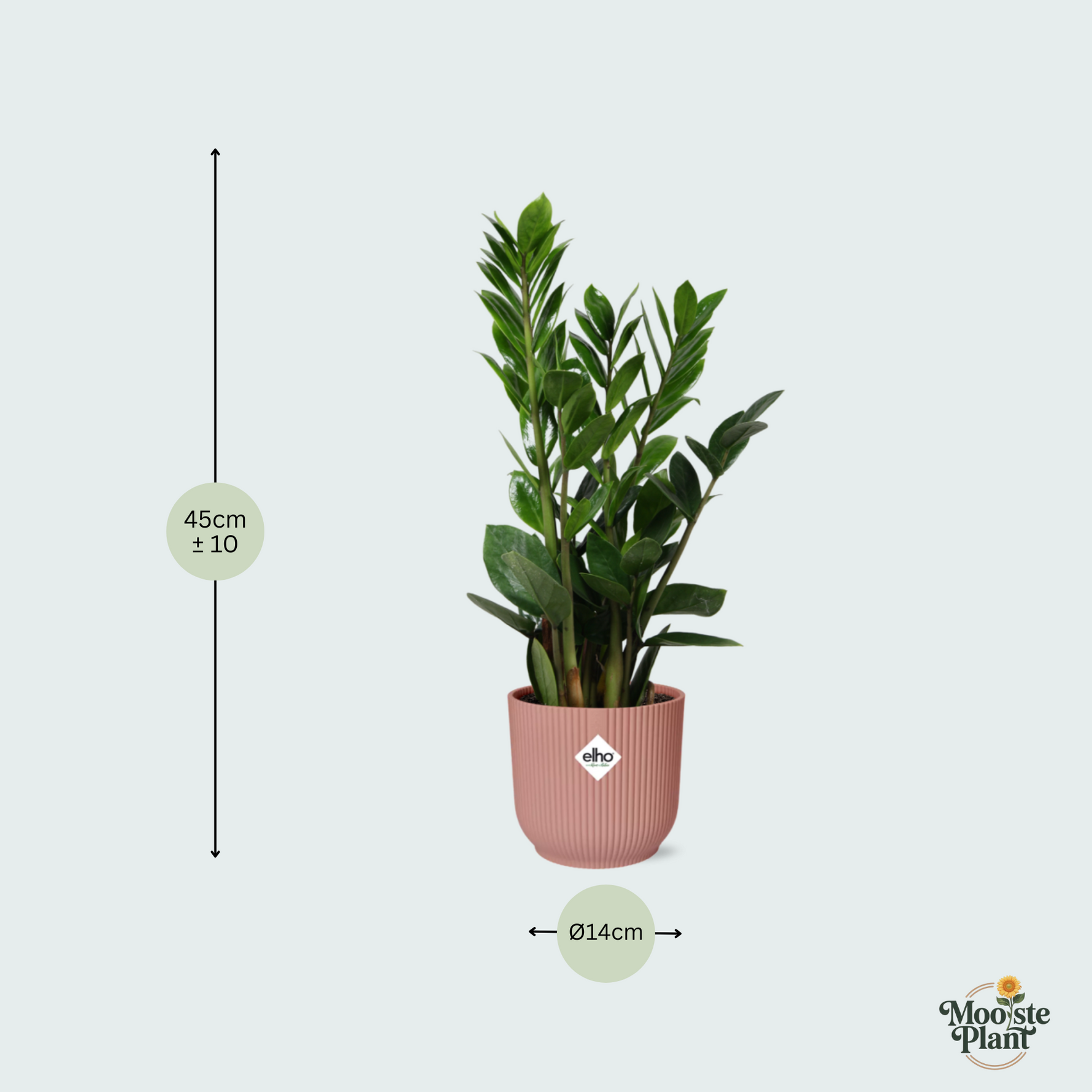 Zamioculcas kopen