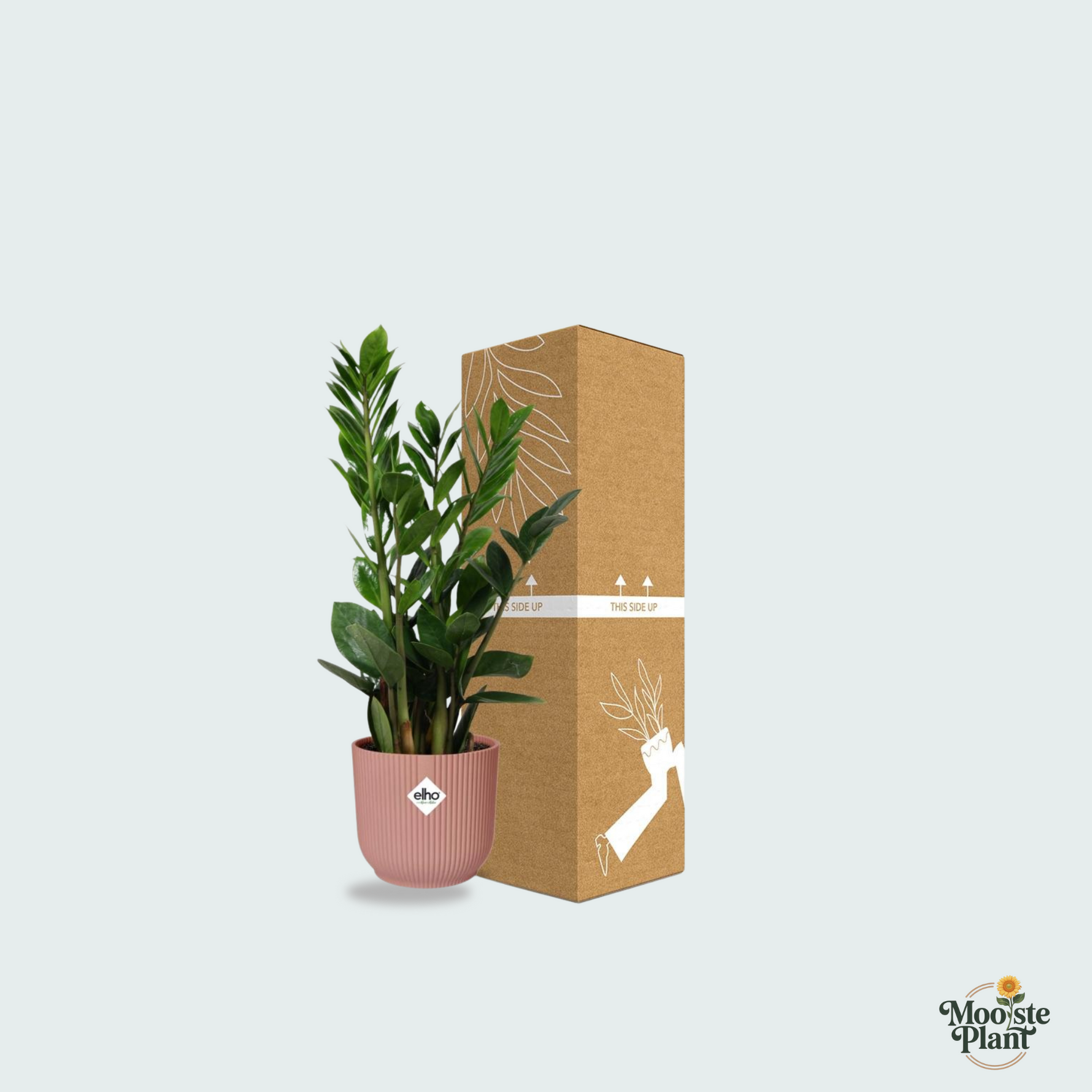 Zamioculcas kopen