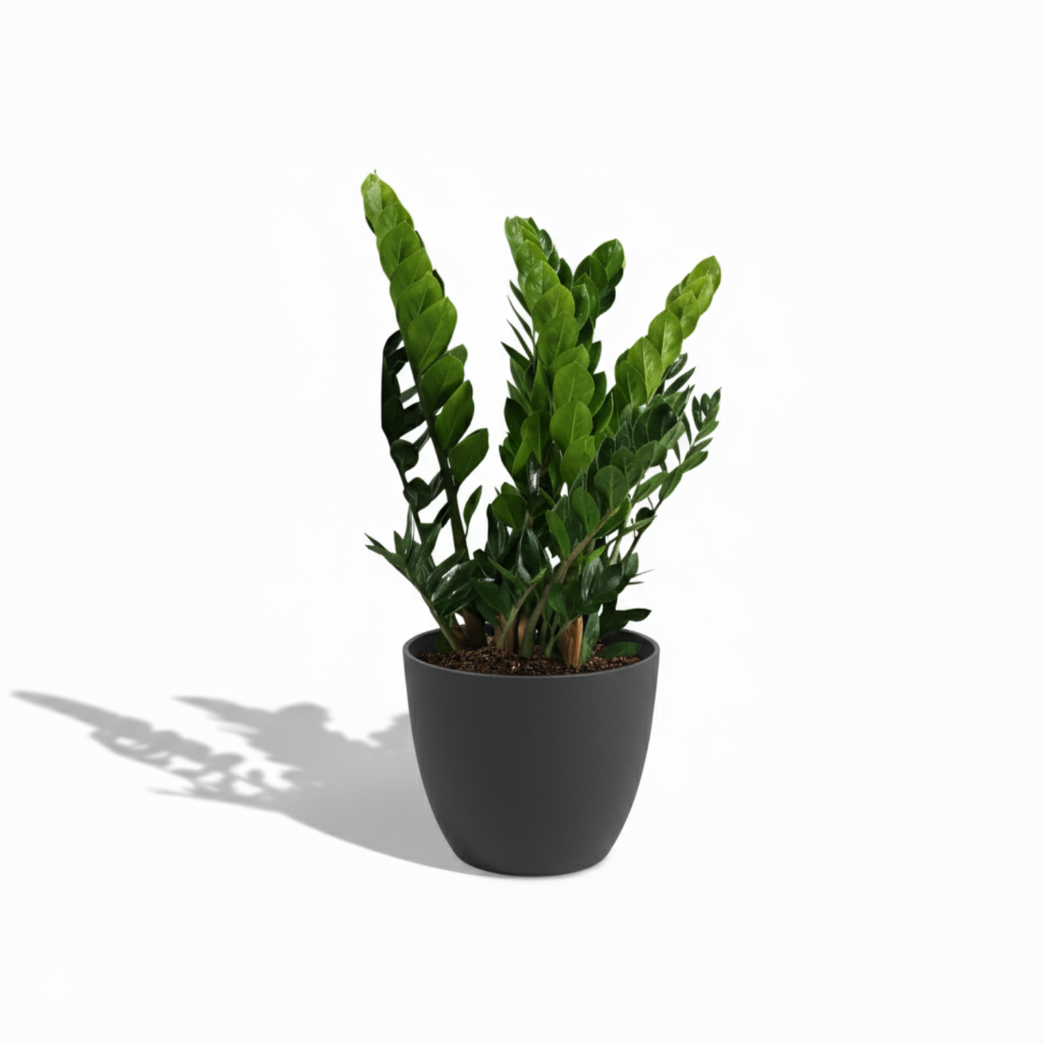 Zamioculcas Zamiifolia