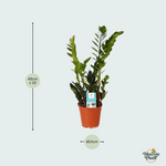 Zamioculcas Zamiifolia kopen